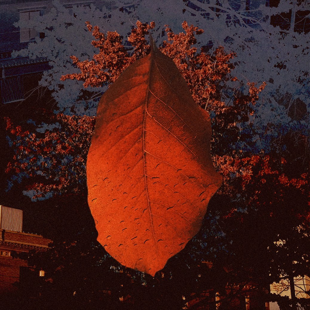 my girl, autumn: a single orange leaf isolated against a dark, grain-heavy night frame.